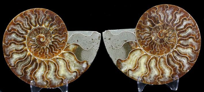 Cut & Polished Ammonite Fossil - Agatized #39504
